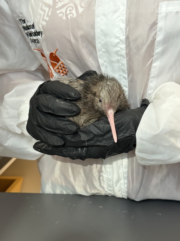 kiwi keeper holding first kiwi hatch of 2026 season