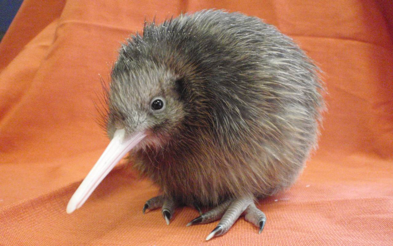 1000th Chick W(Bp)Kh25 (24)