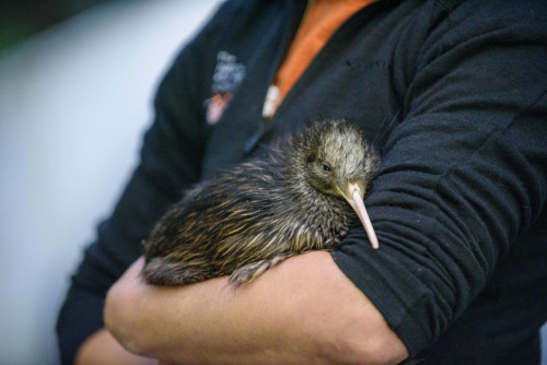 30 Years of Saving Kiwi