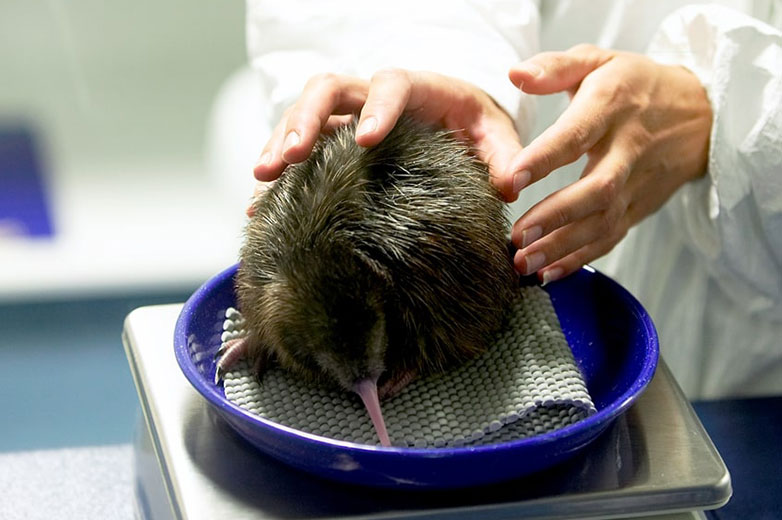 kiwi facts feeding