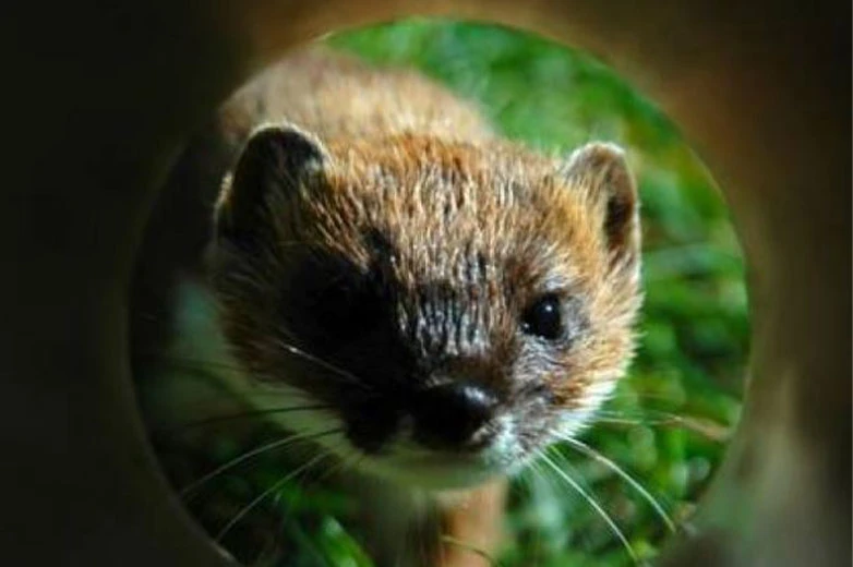 kiwi facts threats