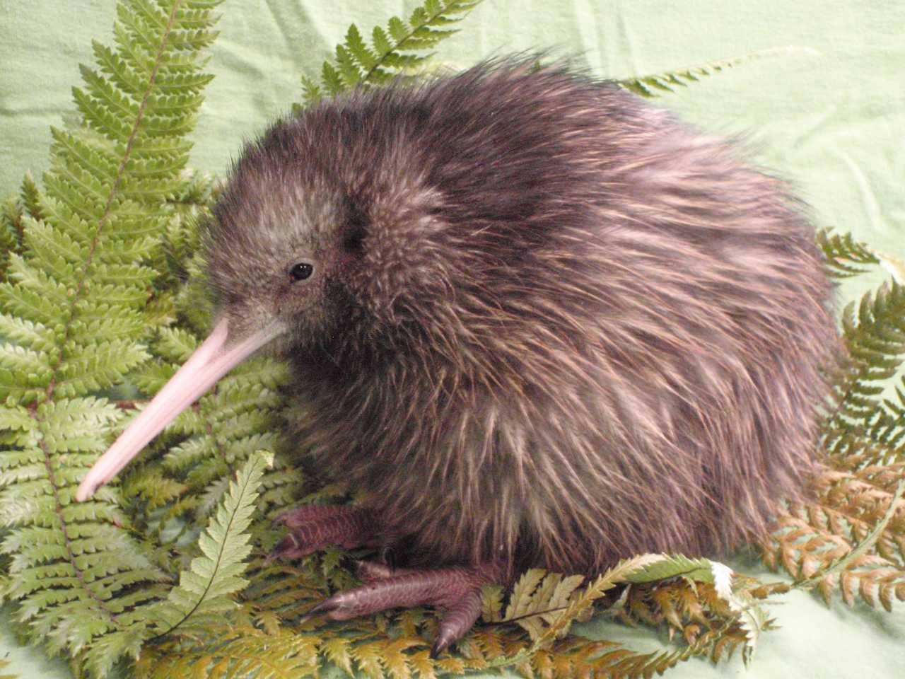 Fat Freddy Mt.Sh25 (17)