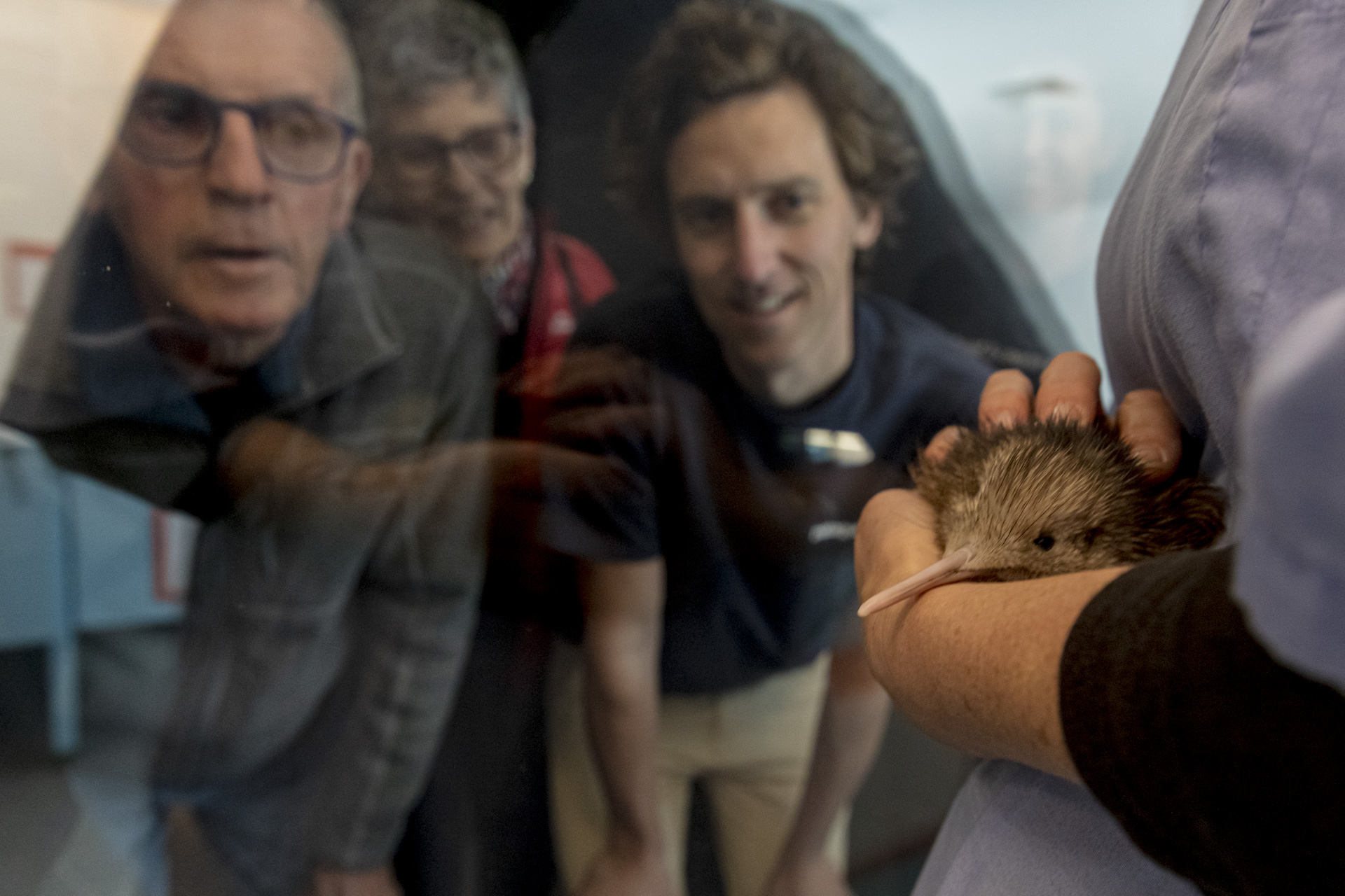Hero   Low Res 2024 Kiwi Hatchery Promo 9186