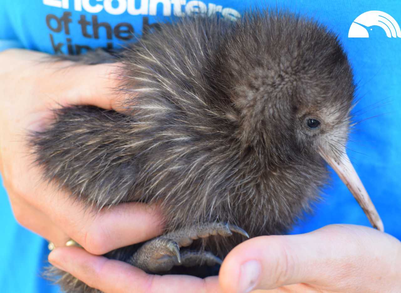 Mighty Dash 23.1.16   kiwi