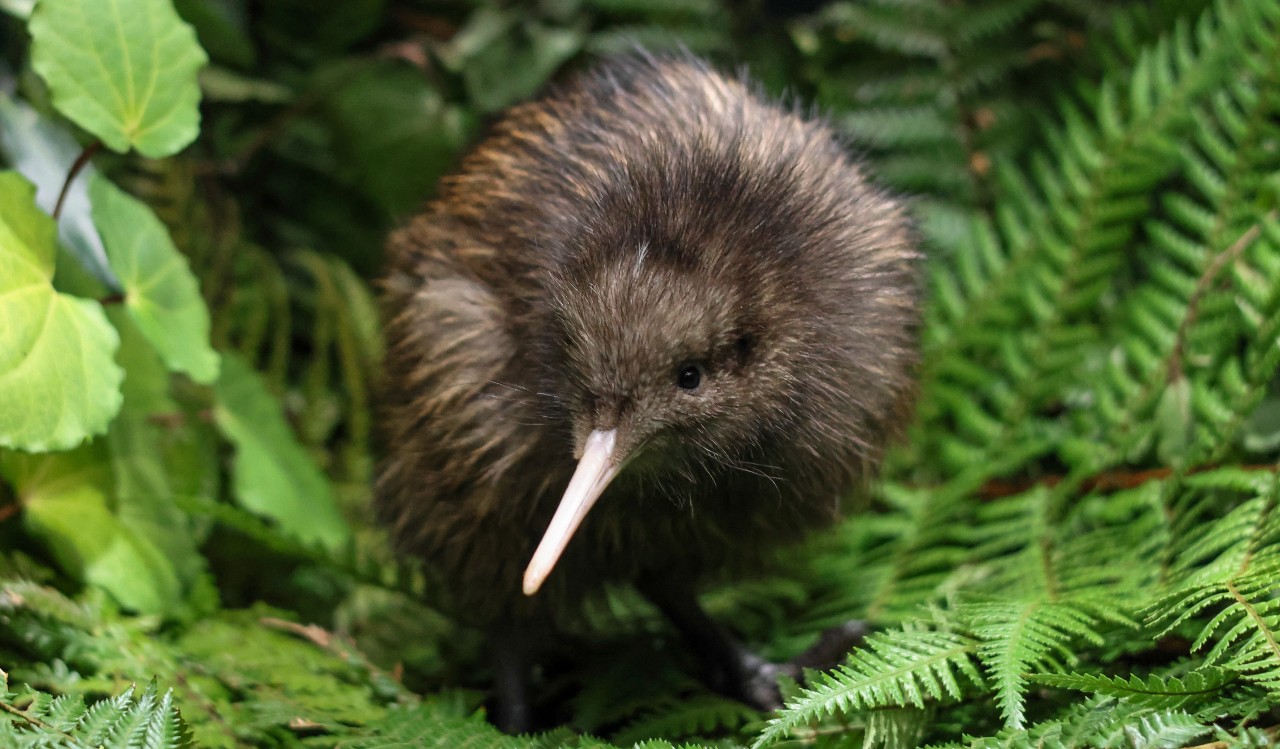 National Kiwi Hatchery   Plan you visit