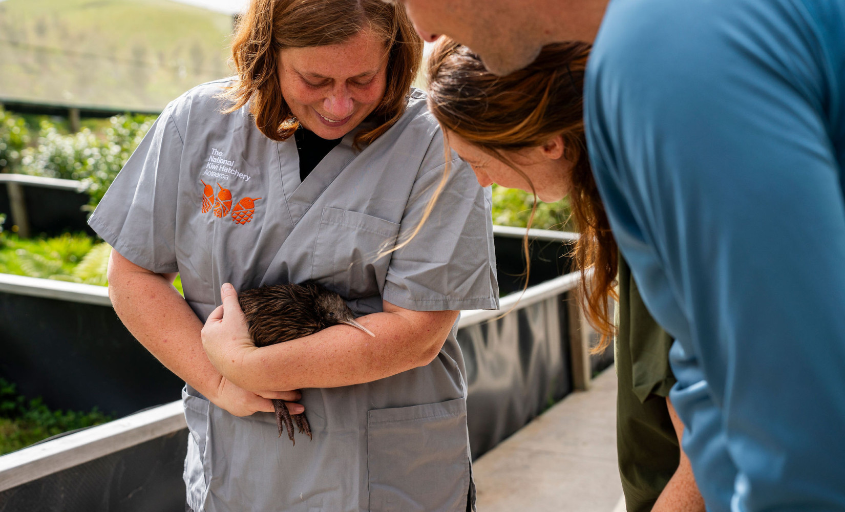 NationalKiwiHatchery2026 BTS 2