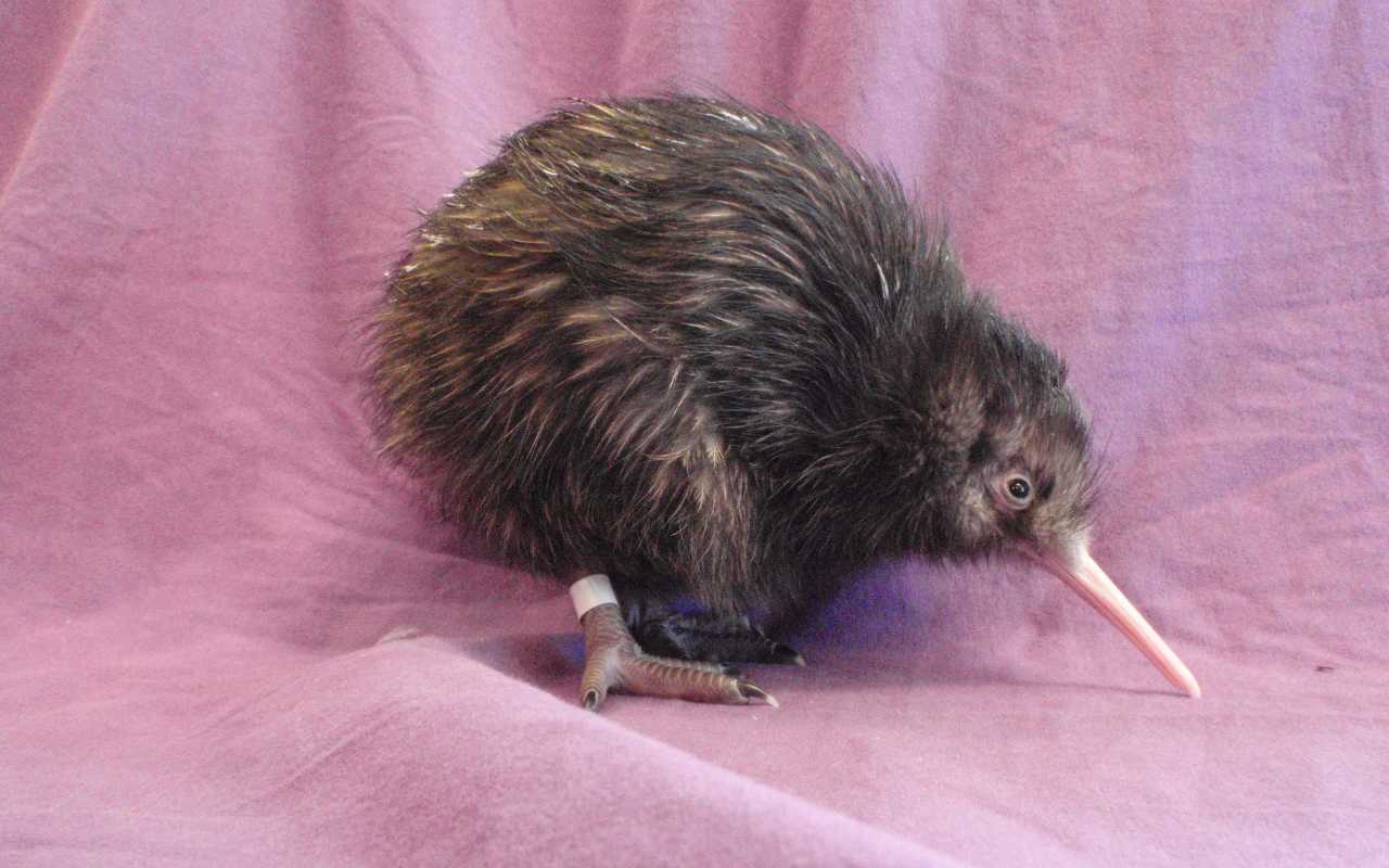 Wiffen Mt.Cc16 5 DHC