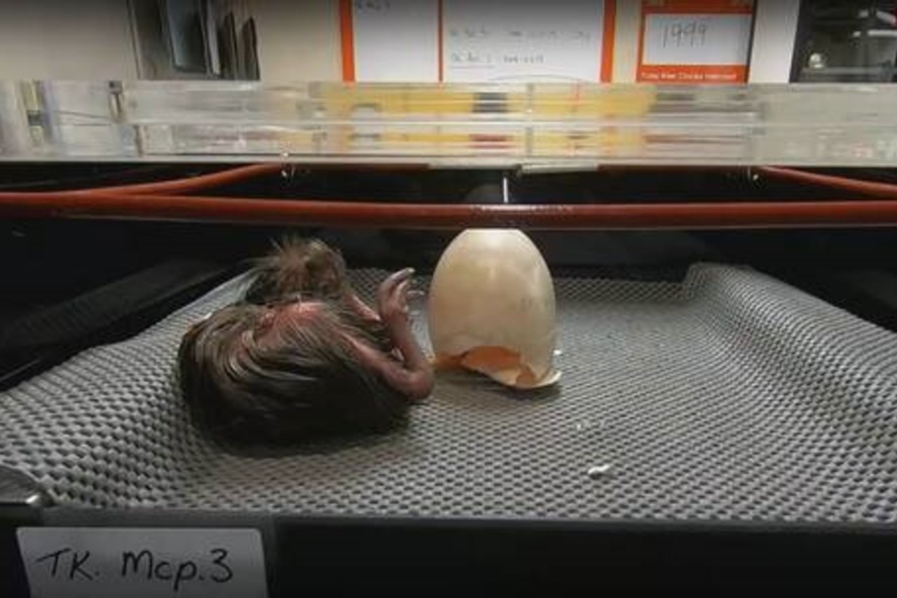 rua mano live stream 2000 chick