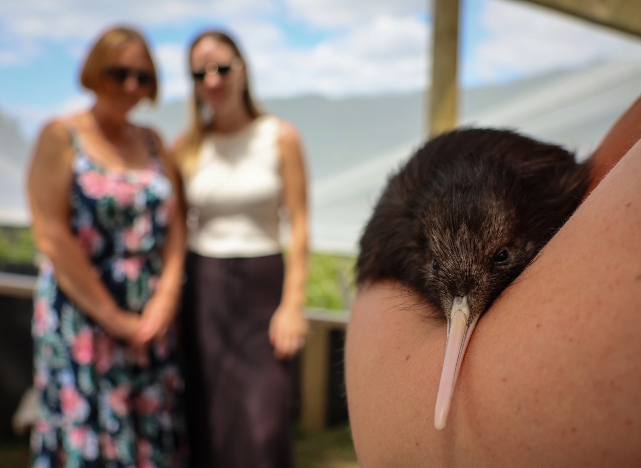 KO Kiwi CU low res