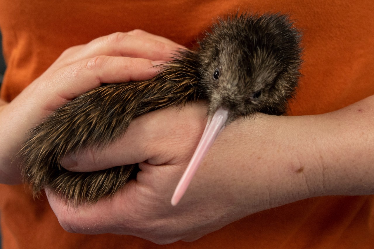 kiwi home page